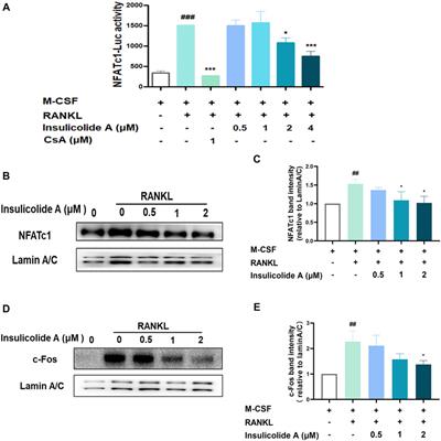 A Nitrobenzoyl Sesquiterpenoid Insulicolide A Prevents Osteoclast Formation via Suppressing c-Fos-NFATc1 Signaling Pathway